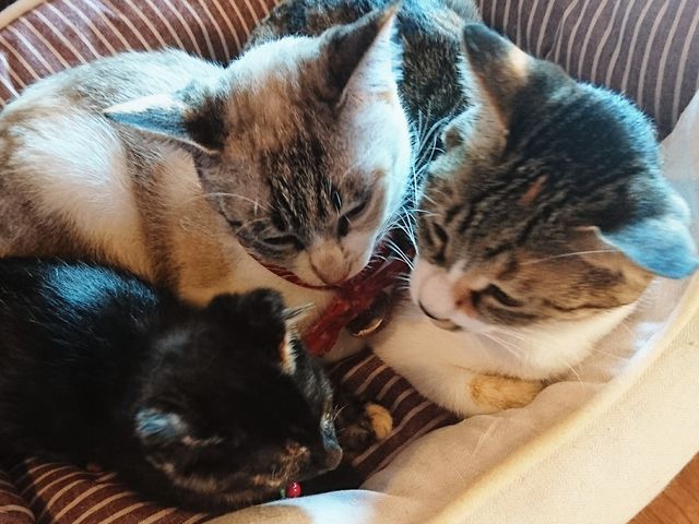 みんな仲良し。何のお話ししているのかな?_ねこカフェ・ハンドメイド雑貨 Five Cats