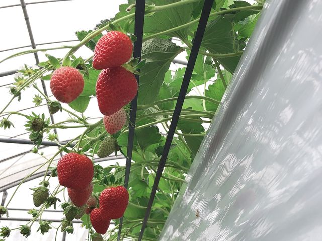 ぼぶるいちごやぁ〜