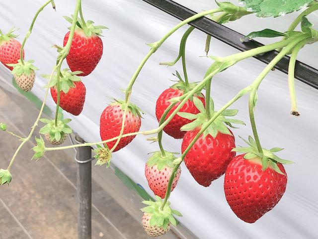 ぼぶるいちごやぁ〜