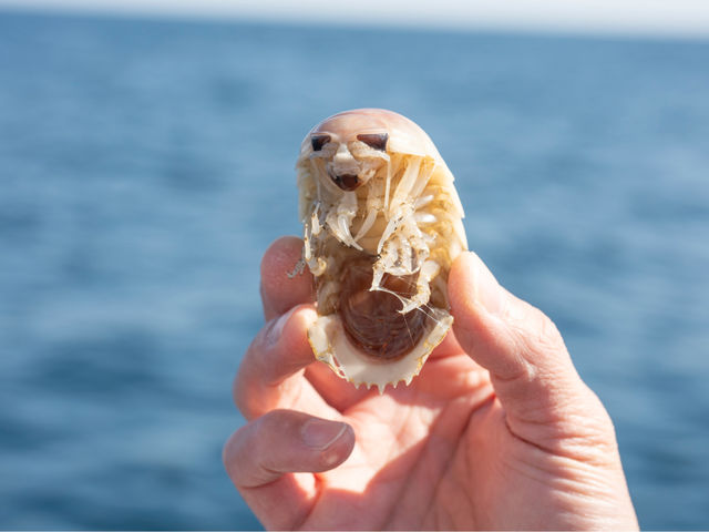 深海生物漁業体験!!
オオグソクムシに出会えるかも!?_海来