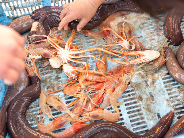 深海生物達に会いに来てください!_海来