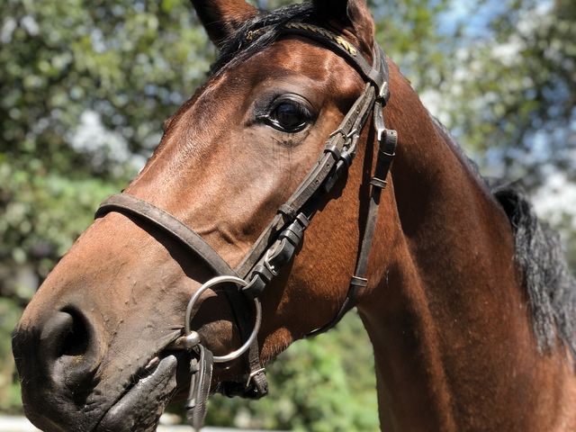 栃の葉乗馬クラブ