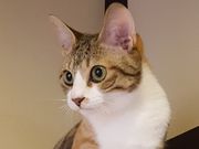 くつろぎ古民家 まめ猫の写真3