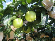 観光農園 橋本園の写真2