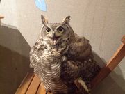 フクロウの巣カフェの写真2