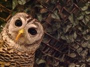 フクロウの巣カフェの写真3