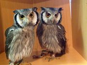 フクロウの巣カフェの写真4