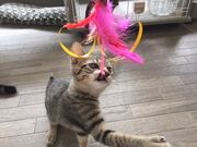里親募集型猫カフェ 猫のへやの写真2