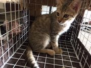 里親募集型猫カフェ 猫のへやの写真3