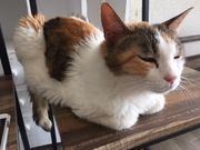里親募集型猫カフェ 猫のへやの写真4