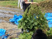 大西農園の写真3