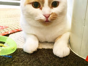猫カフェcotaの写真3