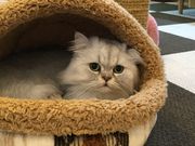 猫カフェcotaの写真4