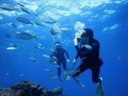 NINZ式根島 SCUBA LIGHTの写真2
