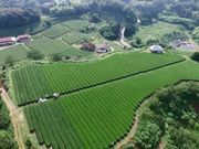 株式会社扇原茶園の写真2