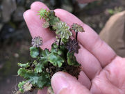 苔庵coqueaの写真3