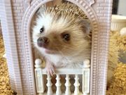倉敷桃はりぃの写真2