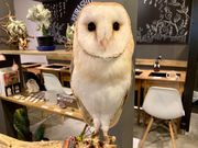 倉敷桃はりぃの写真3