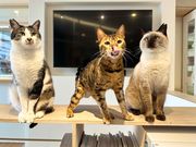 猫カフェ 猫の屋おでんの写真3