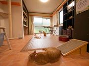 保護猫カフェCatioの写真3