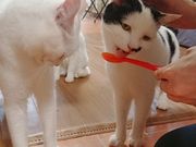 保護猫カフェCatioの写真4