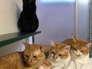 保護猫カフェCatioの写真2