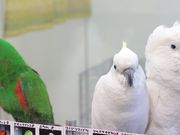 鳥の遊び場 もふもふの写真4