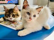 猫の部屋の写真2