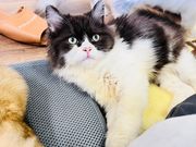 猫の部屋の写真3