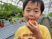 なかま苺農園の写真2