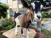 平野観光農園の写真2