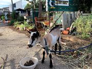 平野観光農園の写真3