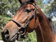 栃の葉乗馬クラブの写真2