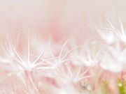JOINTの写真2