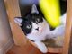 保護猫カフェCatioの写真4