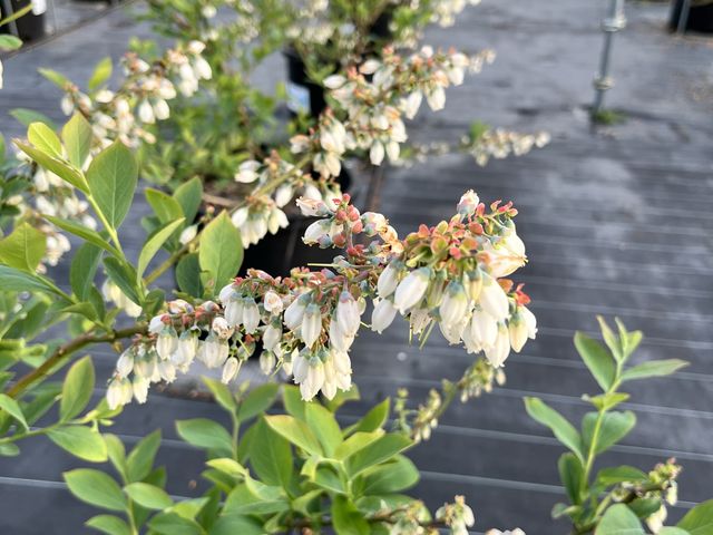 スズランのようなブルーベリーの花_とよさかブルーベリーガーデン