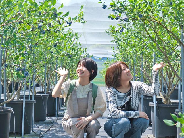 園内は全面防草シート敷きなので足元を気にせず摘み取りOK_とよさかブルーベリーガーデン
