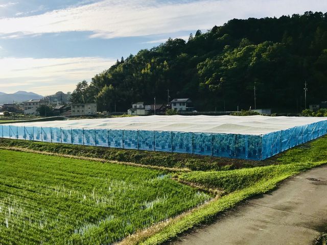 農園は国道375号線沿い「とよさか四季菜館」のすぐ側_とよさかブルーベリーガーデン