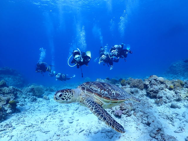 慶良間諸島でウミガメと一緒に泳いてるゲストたち_S.E.E.D OKINAWA