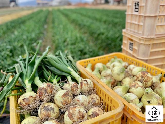 淡路島ブランドの”あま〜いたまねぎ”を生産してます♪_淡路島濱田ファーム
