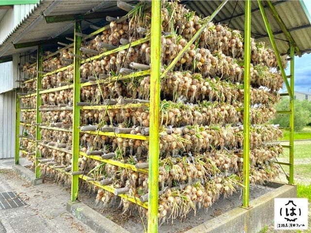 つりたまねぎの様子。5-6月収穫の品種はたまねぎ小屋に吊って貯蔵するのが淡路島ならでは。_淡路島濱田ファーム