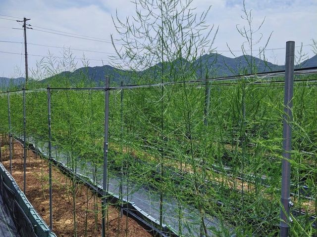 石井ファーム