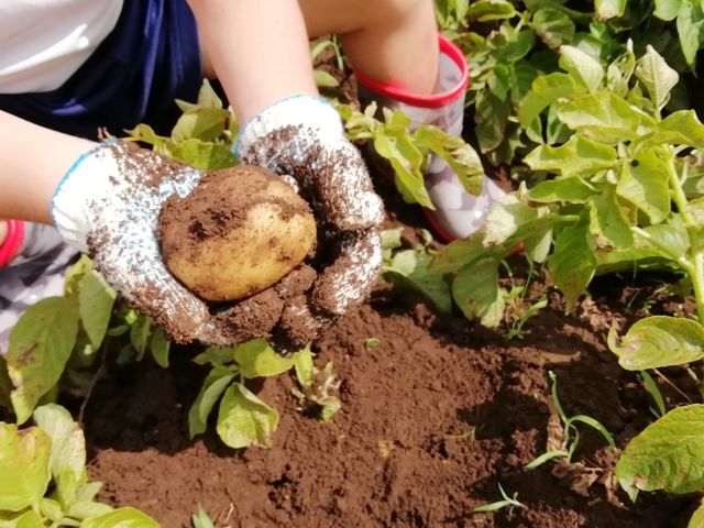 併設する畑ではトマト、キュウリ、とうもろこしなどの季節の野菜を栽培。ご自身の手で旬の野菜を収穫できる、もぎとり体験も随時行っています。_農家団欒ブルーベリー園