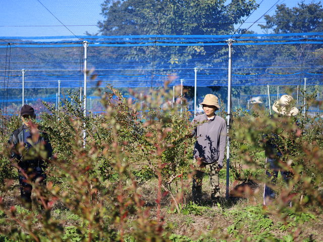当農園では畑に苗木を植え付ける「地植え」で、ブルーベリーを栽培しています。_農家団欒ブルーベリー園