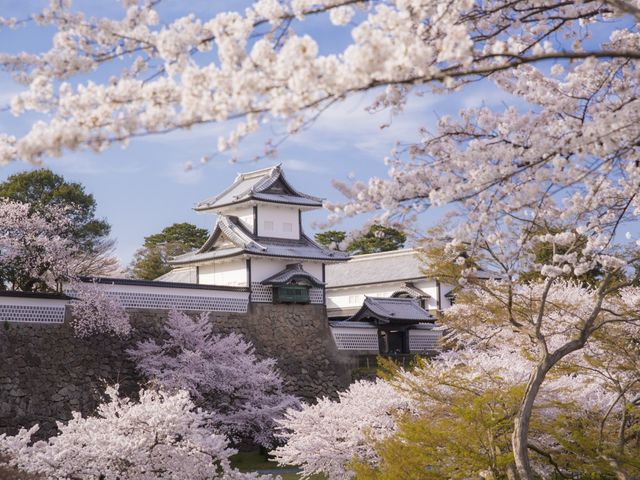 桜満開のとあるスポット_金沢観光人力車 浪漫屋-ろまんや-