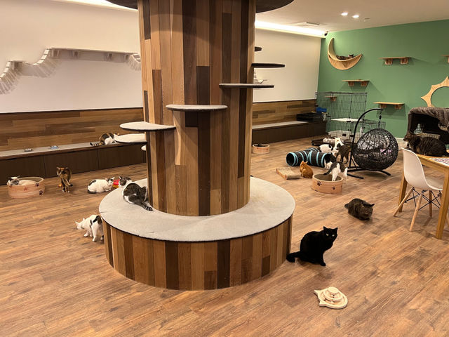 Rescued cat cafe Myao