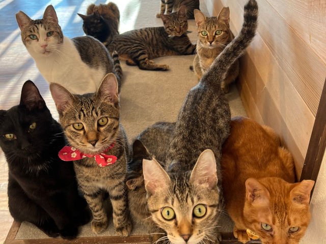 Rescued cat cafe Myao