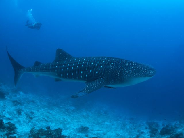突如現れたジンベエザメ_Divers,inc.