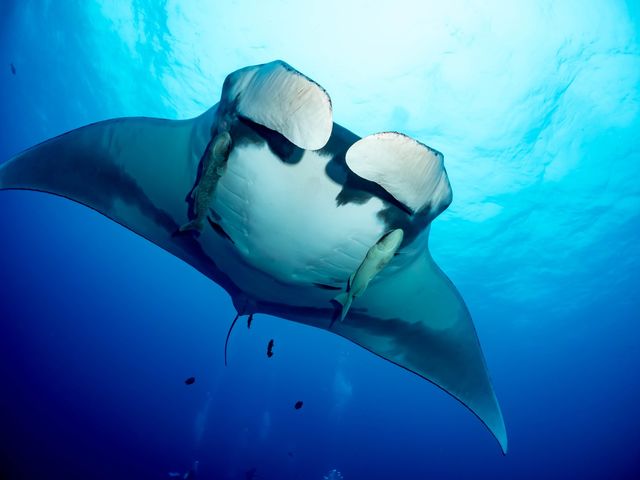 ジャイアントマンタはでかい_Divers,inc.