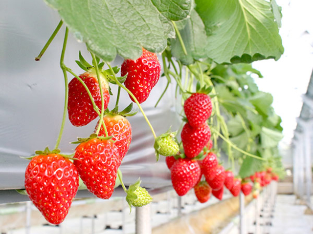 strawberryfarm シャインベリー